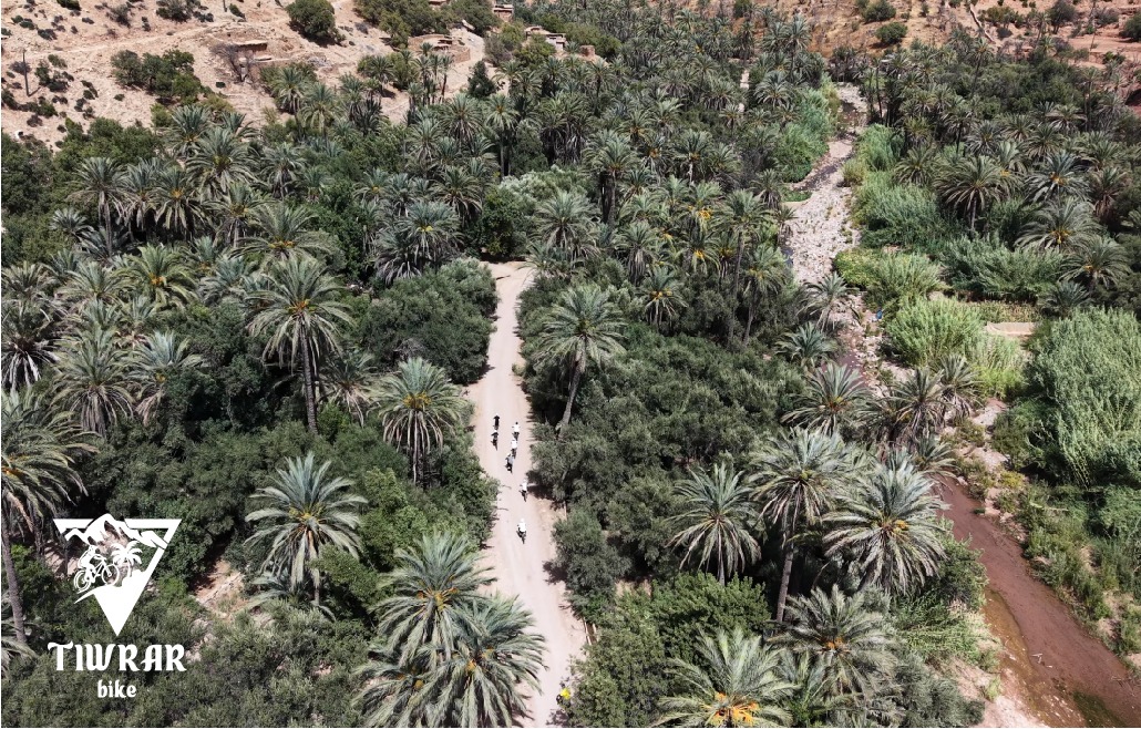 Palmeraie luxuriante