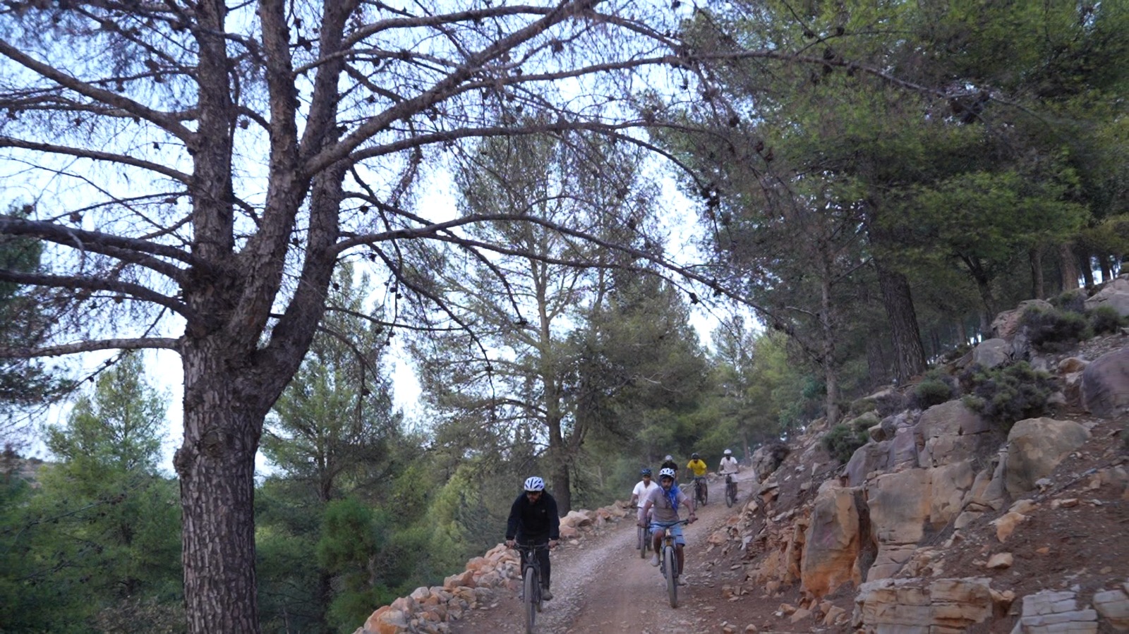 Forêt de pins